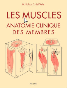 Couverture de l’ouvrage Les muscles : anatomie clinique des membres