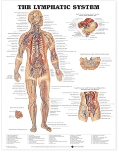 Couverture de l’ouvrage The lymphatic system anatomical chart