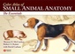 Couverture de l'ouvrage Color atlas of small animal anatomy: the essentials